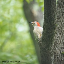Red-Bellied Woodpecker high in the old tree