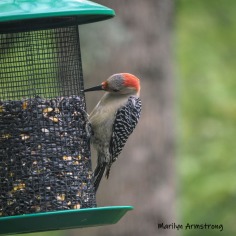 300-square-red-belly-woodpecker-05192019_020