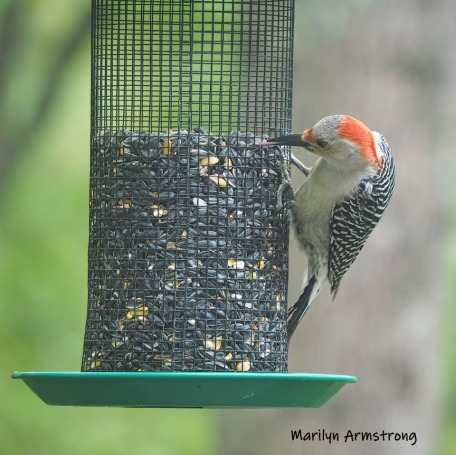 300-square-red-belly-woodpecker-05192019_031