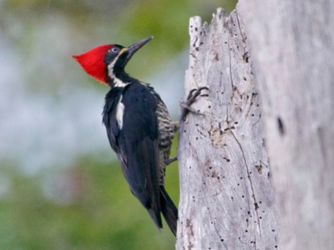 Pileated Woodpecker - 2