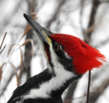Pileated-Woodpecker - Head shot (I didn't take this picture, either).