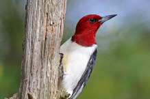 Red-Headed Woodpecker - Photo: Brian Wolf