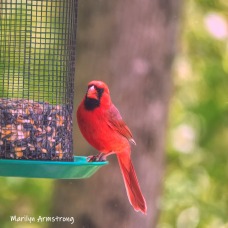 One Cardinal