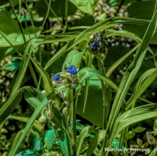 180-Square-Blue-Spiderwort-06242019_111B