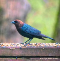 Brown-Headed Cowbird on the fence