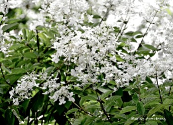 180-Puffy-White-Flowers-Mar-RI-Blackstone-08252019_108