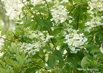 180-White-Flowers-Mar-RI-Blackstone-08252019_109