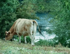 Calf by the river