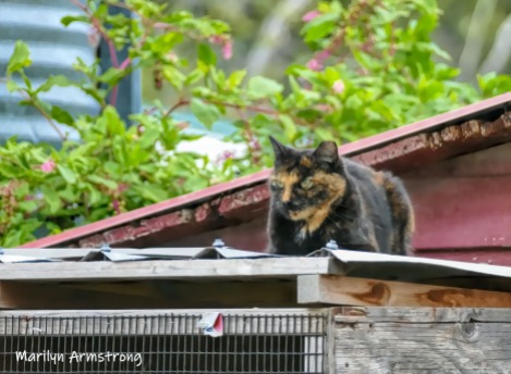 180-Cat-On-Roof-MAR-Farm-Sept-09262019_135