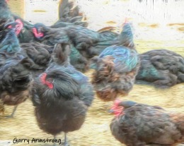 180-Impressionist-Chickens-Farm-September-GAR-09262019_105