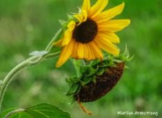 180-Sunflower-MAR-Farm-Sept-09262019_101