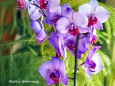 Purple and very orchid