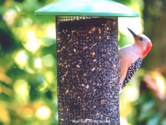 300-red-belly-woodpecker-new-seed-birds-2-09252019_115