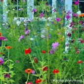 300-square-beautiful-garden-09172019_205