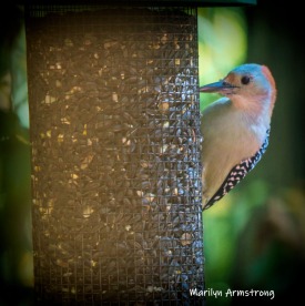 300-square-vignette-woodpecker-new-seed-birds-2-09252019_124