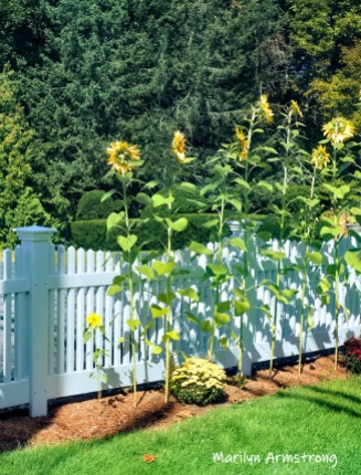 300-sunflowers-beautiful-garden-09172019_219