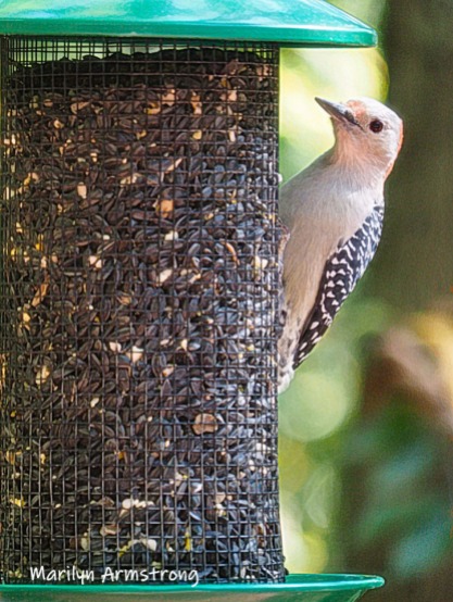 300-vertical-woodpecker-new-seed-birds-2-09252019_116