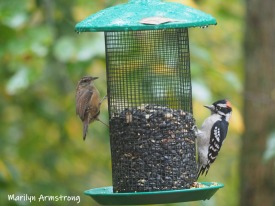 One more of the sparrow and this time, I think a Downy Woodpecker.