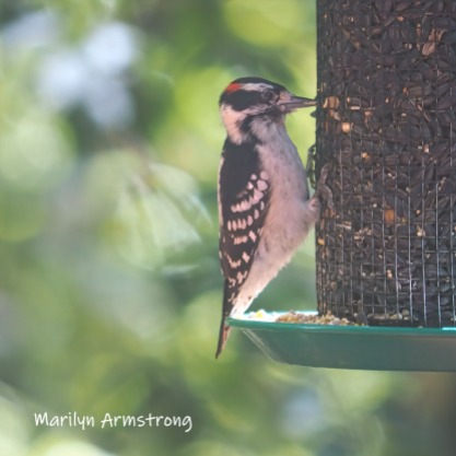 300-mad-confusion-of-birds-hairy-woodpecker-09272019_011