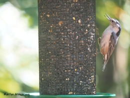 300-mad-confusion-of-birds-nuthatch-09272019_00