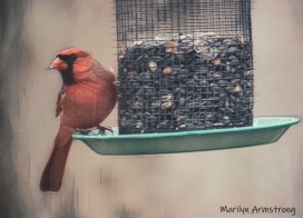 300-cardinal-snow-birds-11-12-20191112_127
