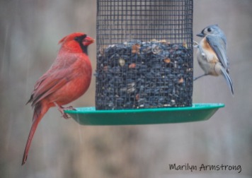 300-cardinal-titmouse-snow-birds-11-12-20191112_128