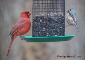 Cardinal and Tufted Titmouse