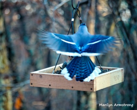 300-confrontation-blue-jay-and-red-belly-woodpecker-11-2-20191103_167