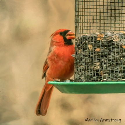 300-square-cardinal-new-birds-11-12-20191112_103