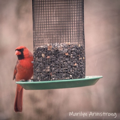 300-square-cardinal-snow-birds-11-12-20191112_123