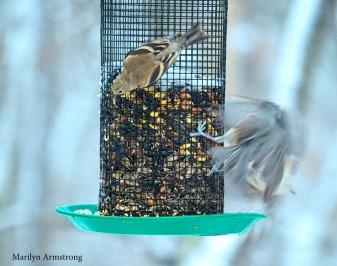 Goldfinch and flying Titmouse