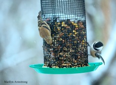 Goldfinch (yes, they are back) and a Chickadee