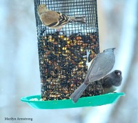 A Goldfinch, Titmouse, and Junco