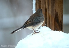 Winter is here, the Juncos are back