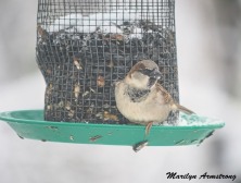 300a-carolina-wren-closeup-snowy-morning-birds-12-11-19-20191211_459