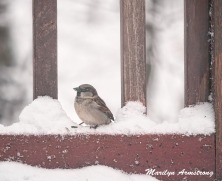 300a-chipping-sparrow-snowy-morning-birds-12-11-19-20191211_287