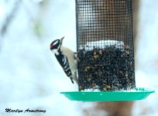 Downy Woodpecker in snow