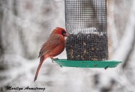 Watching our Cardinal get fat makes me happy. They used to get so thin in the winter.