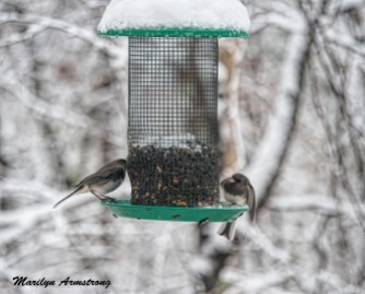 A Pair of Juncos