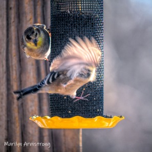 300-square-goldfinch-wings-cold_birds_01202020_110