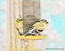 300-watercolor-goldfinches-final-january-birds_01312020_102