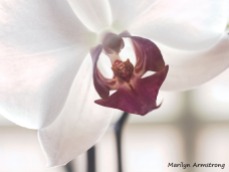 180-macro-perfect-orchid_02092020_303