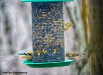 300-blotchy-goldfinches-feeding-birds_02252020_141