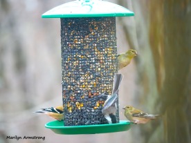 300-goldfinches-and-a-nuthatch-feeding-birds_02252020_138