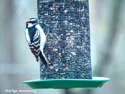 300-angry-bird-hairy-woodpecker-0318_03172020_221