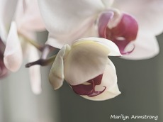 300-baby-five-orchids_03202020_032