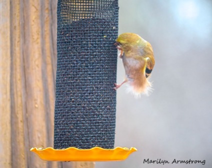300-fluffy-yellow-early-goldfinch-03032020_046