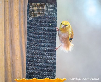 300-fluffy-yellow-early-goldfinch-03032020_047