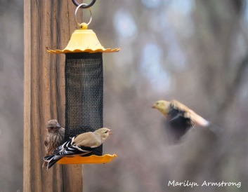 300-goldfinches-birds_two_03062020_053