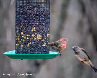 300-house-finch-flying-titmouse_birds_two_03062020_076